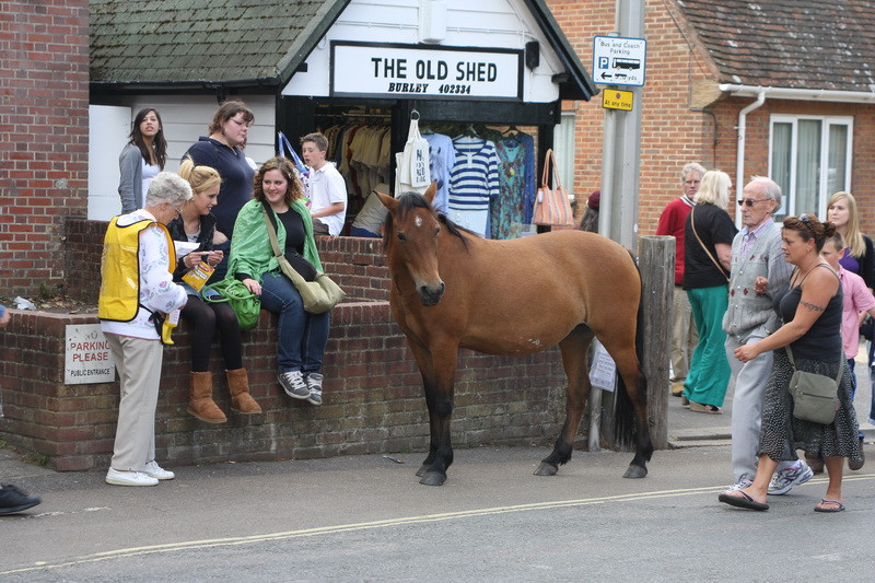 new forest picnic-36