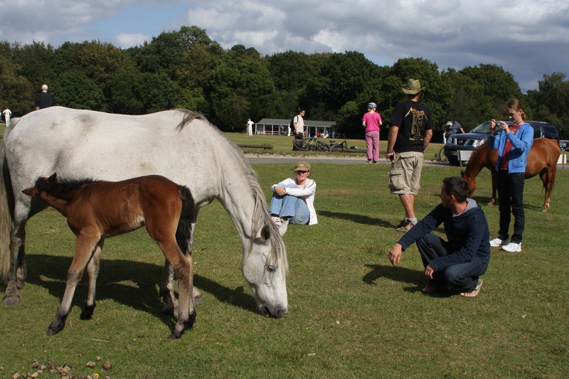 new forest picnic-79