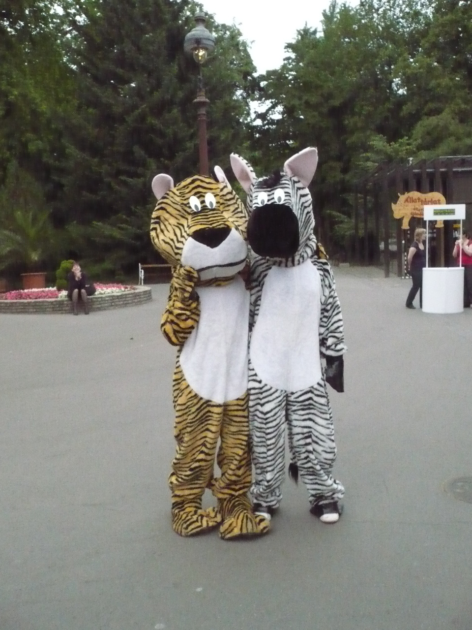 tigris és zebra