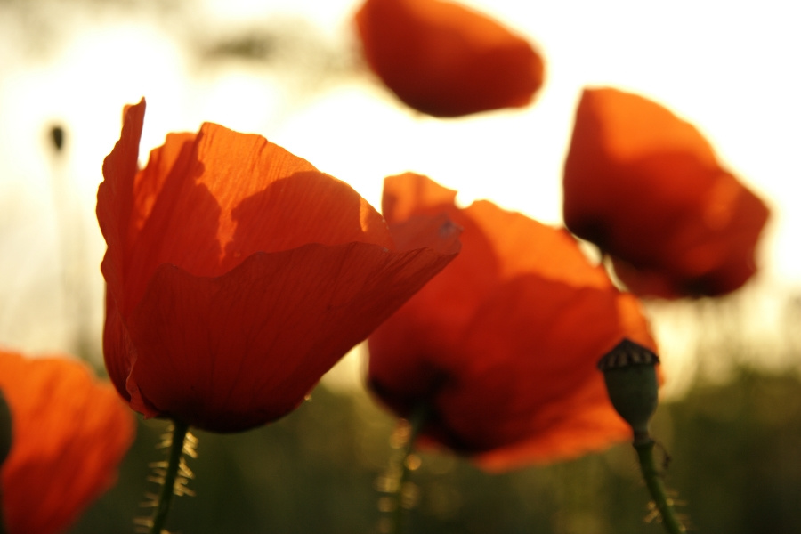 red poppy 1