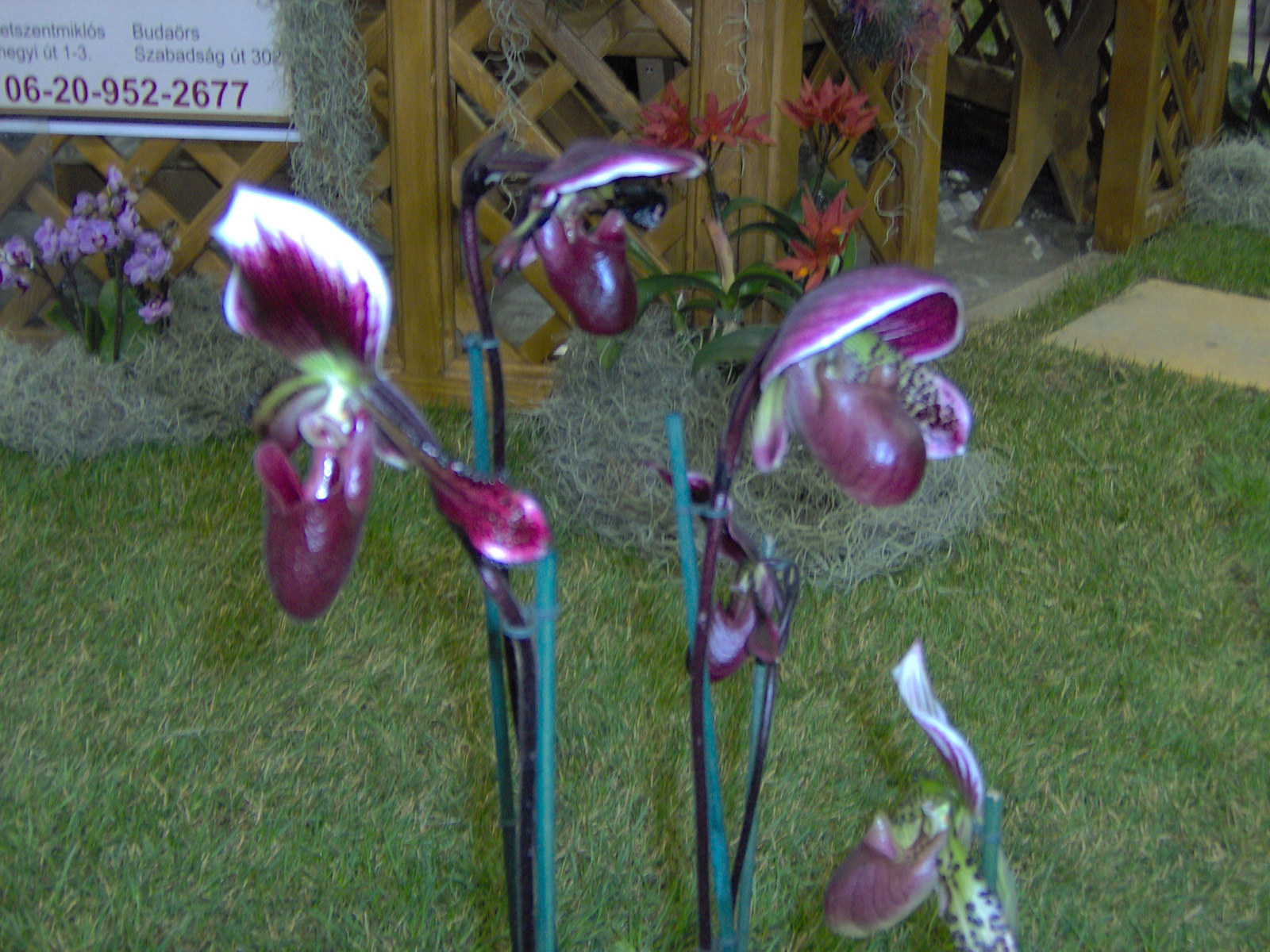 2011   nemzetközi orhidea kiállítás 062