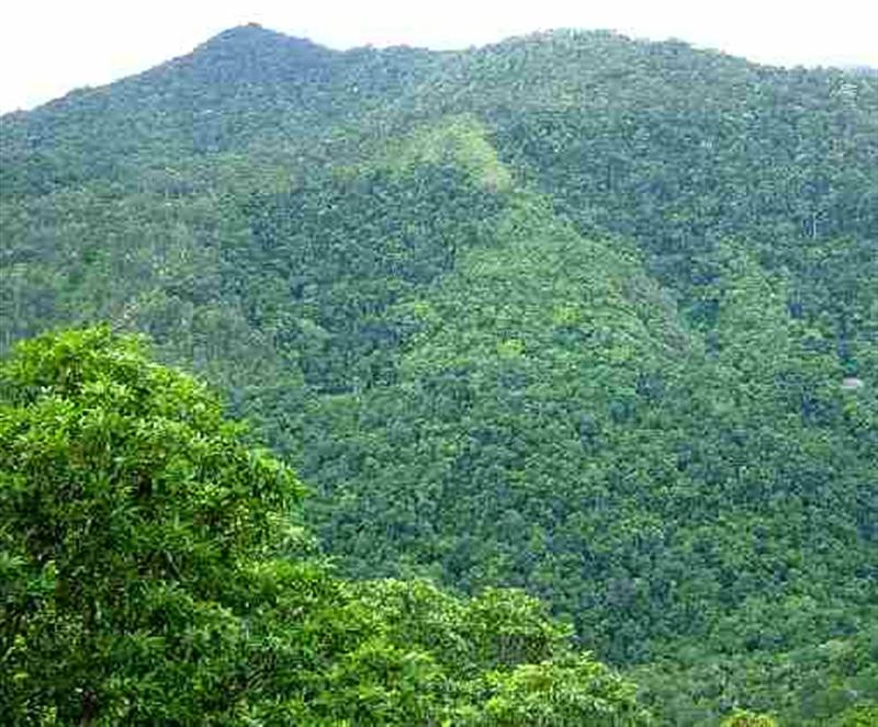 Rain Forest Cairns Queensland Australia (Medium)