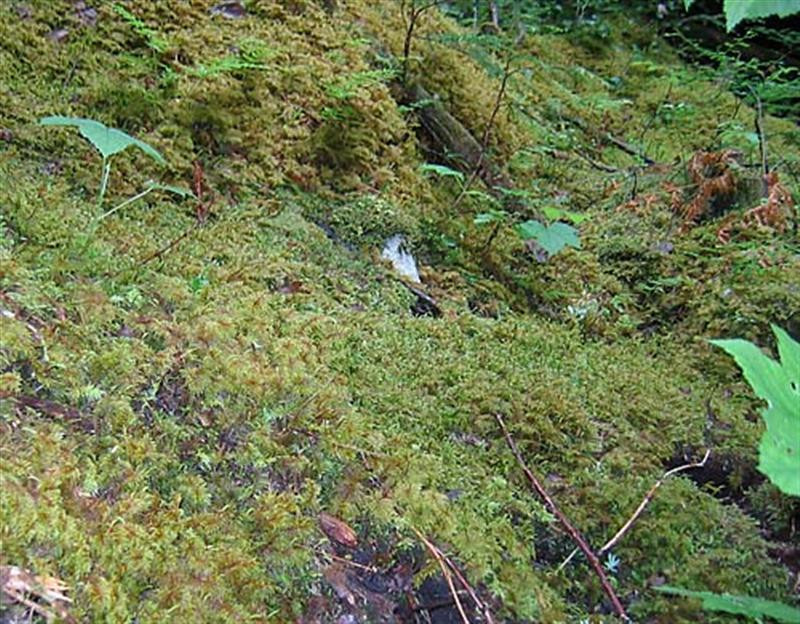 temperate rainforest 4900 (Medium)