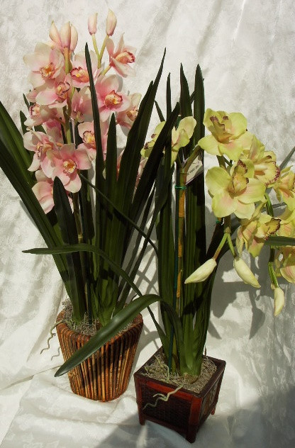 CYMBIDIUM2