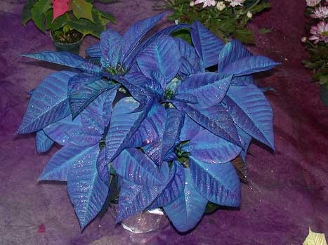 blue poinsettia