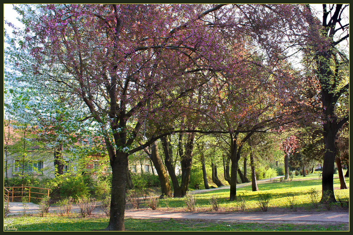 kétszínű fa a parkban
