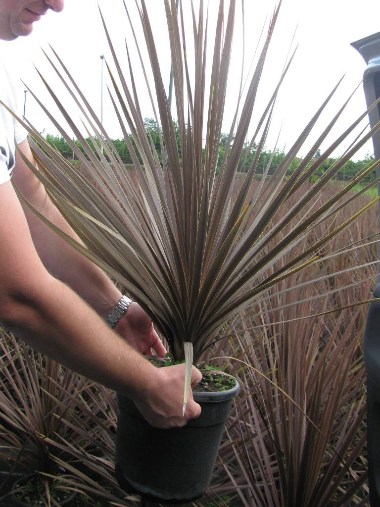 CORDYLINE AUSTRALIS ATROPURPUREA C9L