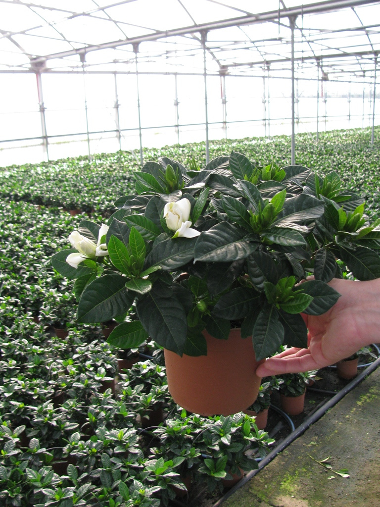 GARDENIA MULTIFLORA 25-30 1L