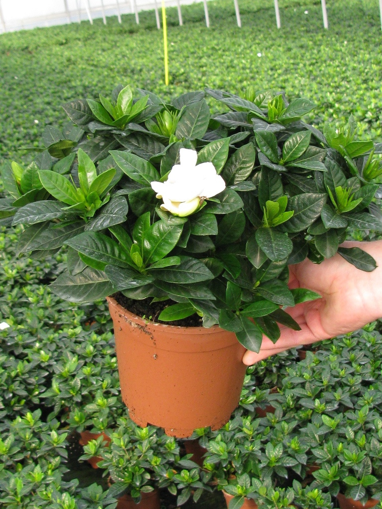 GARDENIA MULTIFLORA 35-40 2,5L