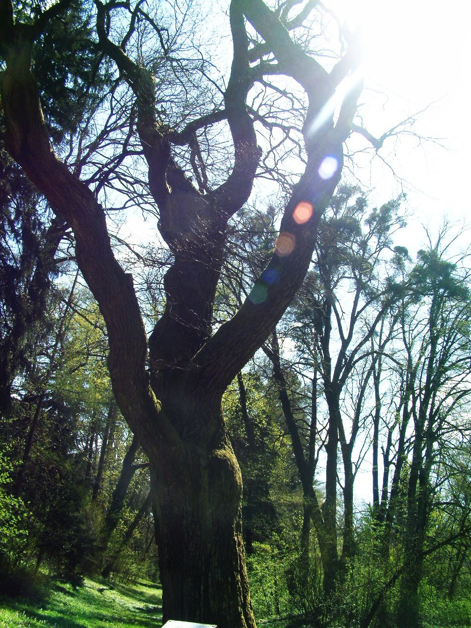 2011.04-Zirci-Arborétum-kirándulás! 001
