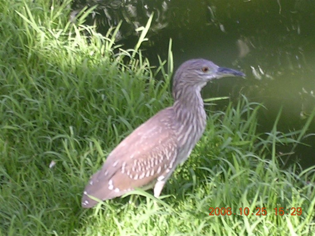 416 Caracas - Parque del Este