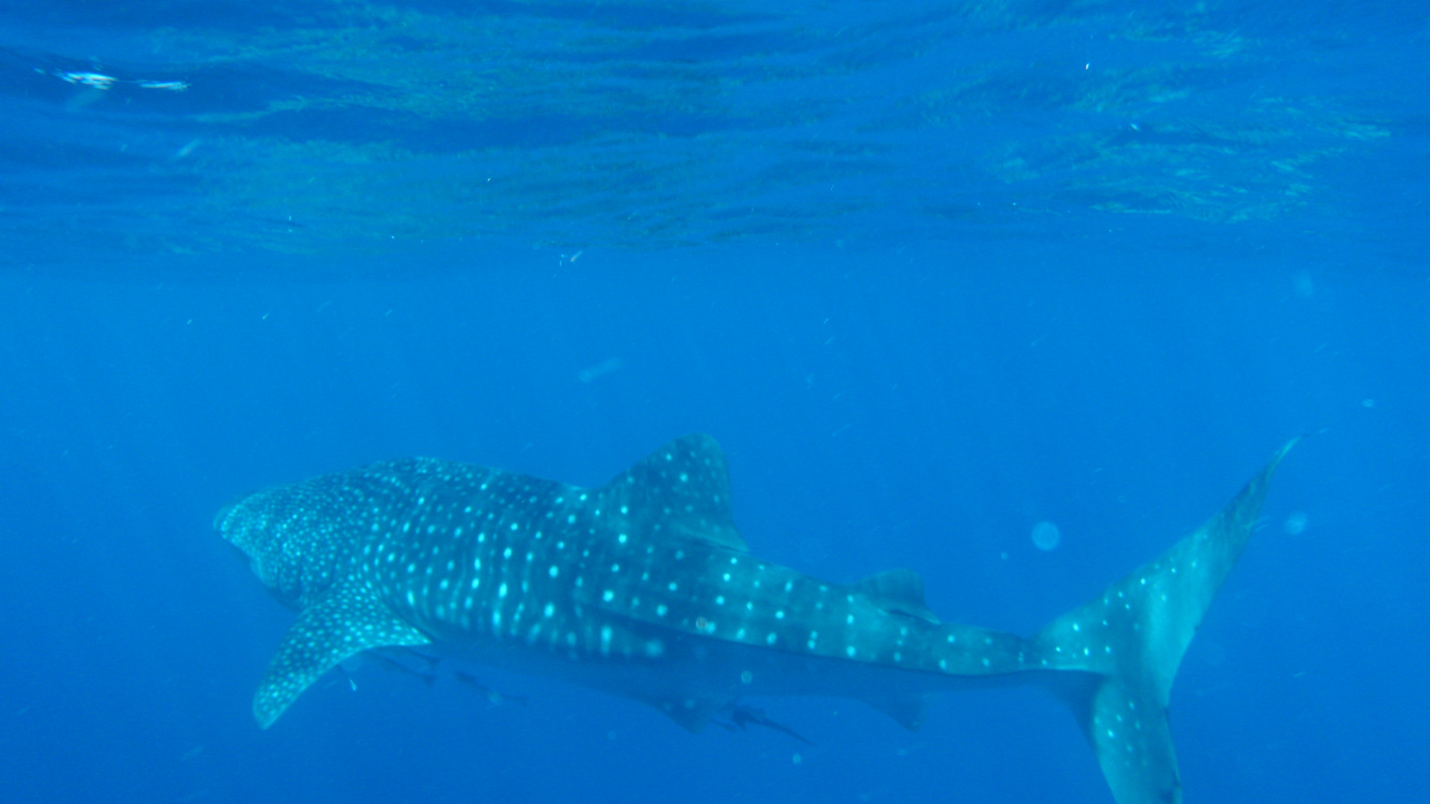 26.march.2010-whaleshark tour-Exmouth (36)