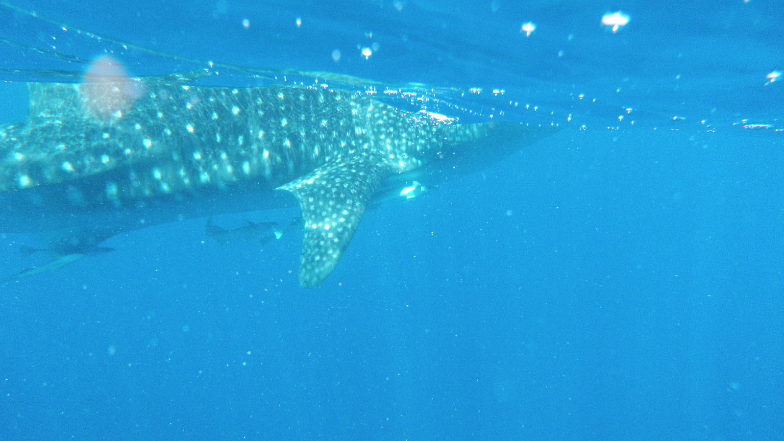 26.march.2010-whaleshark tour-Exmouth (77)