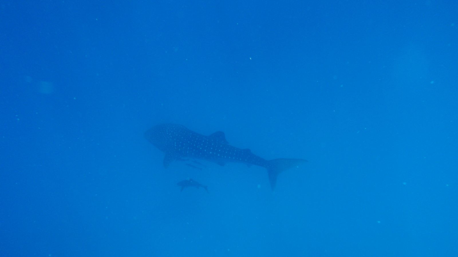 26.march.2010-whaleshark tour-Exmouth (87)