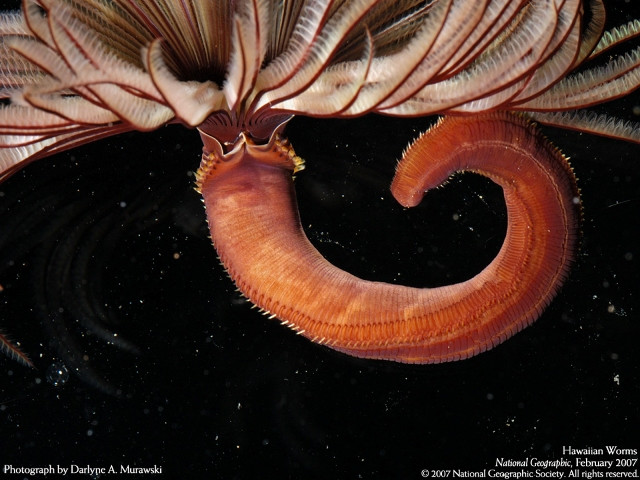 Hawaiian Worms, Unfurled Fancy