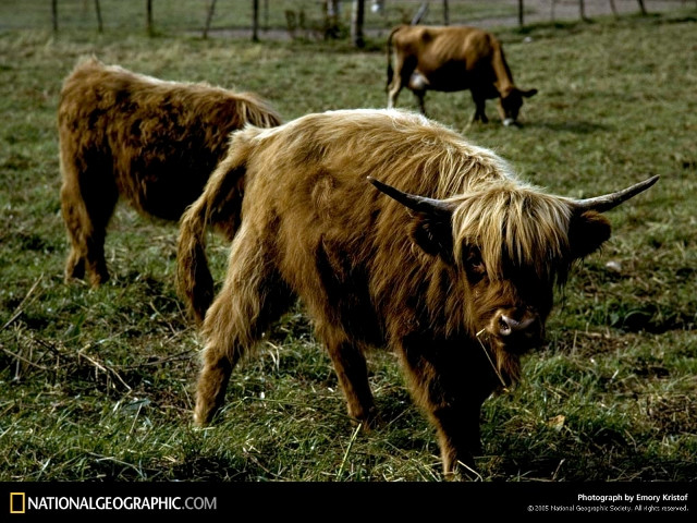 Highland Cattle, Inverness, Scotland, 1977