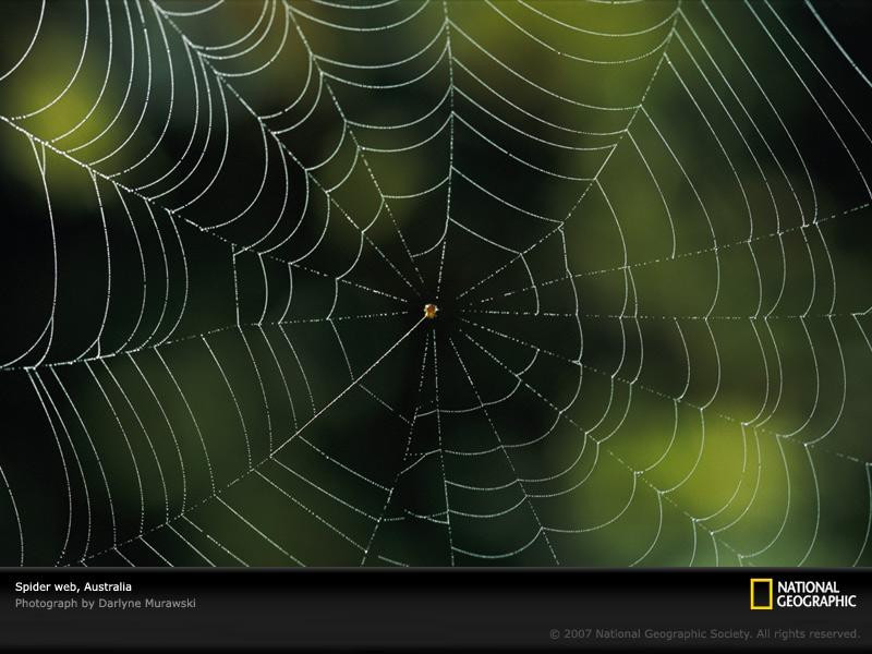 australia-spider-web-694572-sw (Medium)