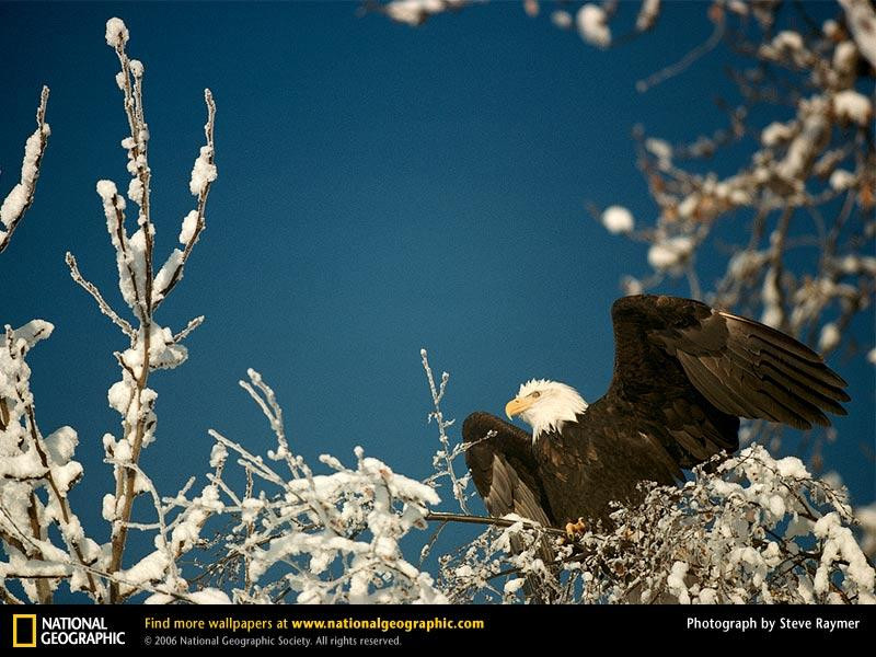 bald-eagle-perch-587751-sw (Medium)