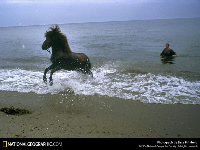 beach-horse-652706-sw (Medium)