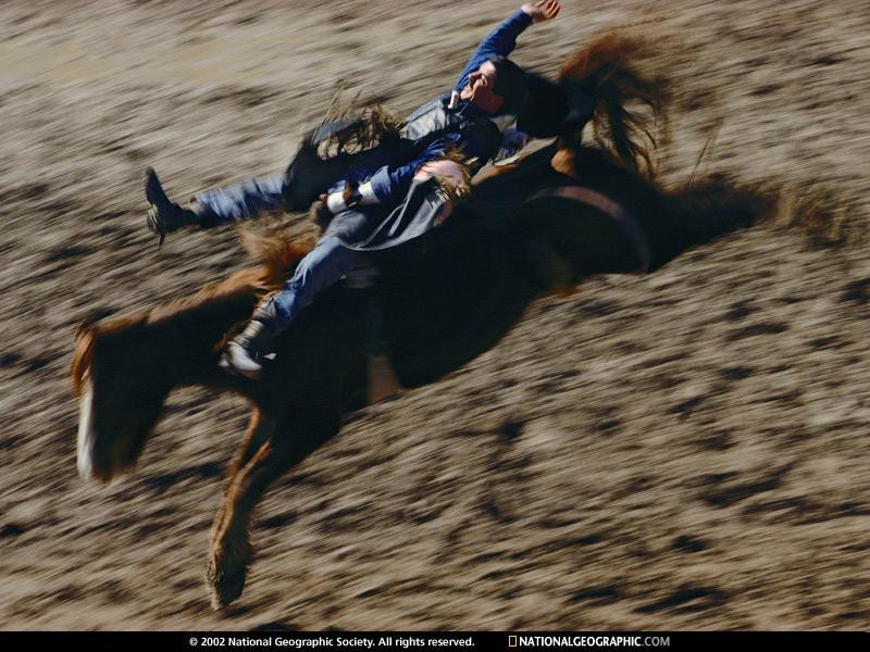 bronc-rider-523962-sw (Medium)