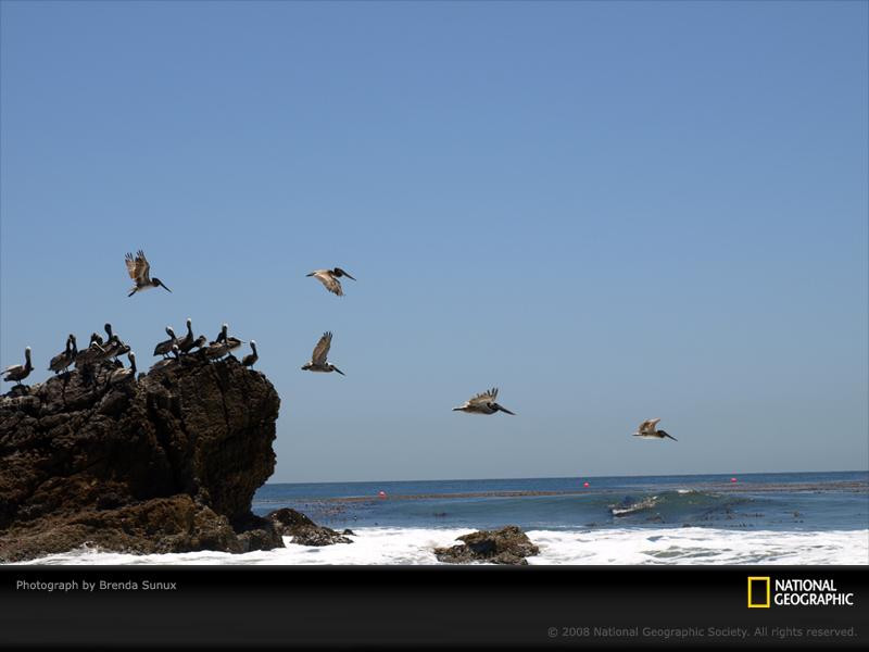 birds-rock-ocean-pc08cad2bsu097-sw (Medium)