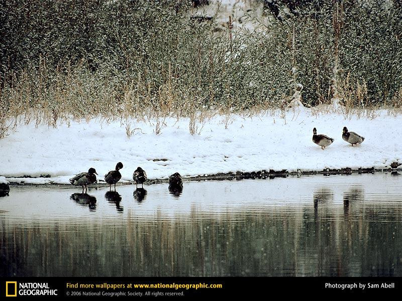 mallard-ducks-192966-sw (Medium)