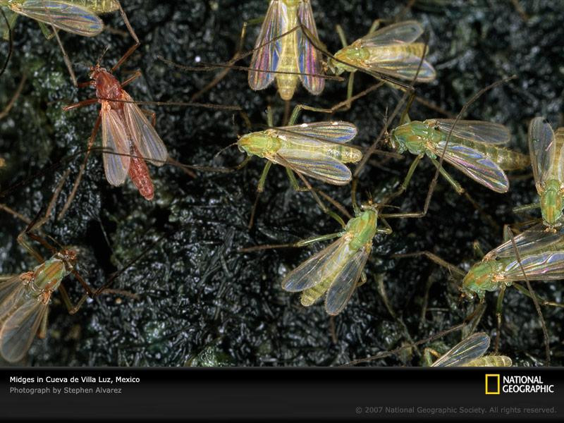 midges-cave-mexico-678044-sw (Medium)