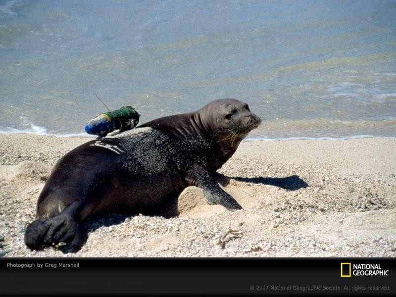 monk-seal-cam-532895-sw (Medium)