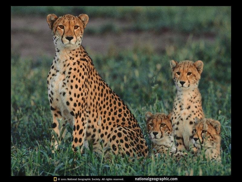 okavango-cheetah-and-cubs-644039-sw (Medium)