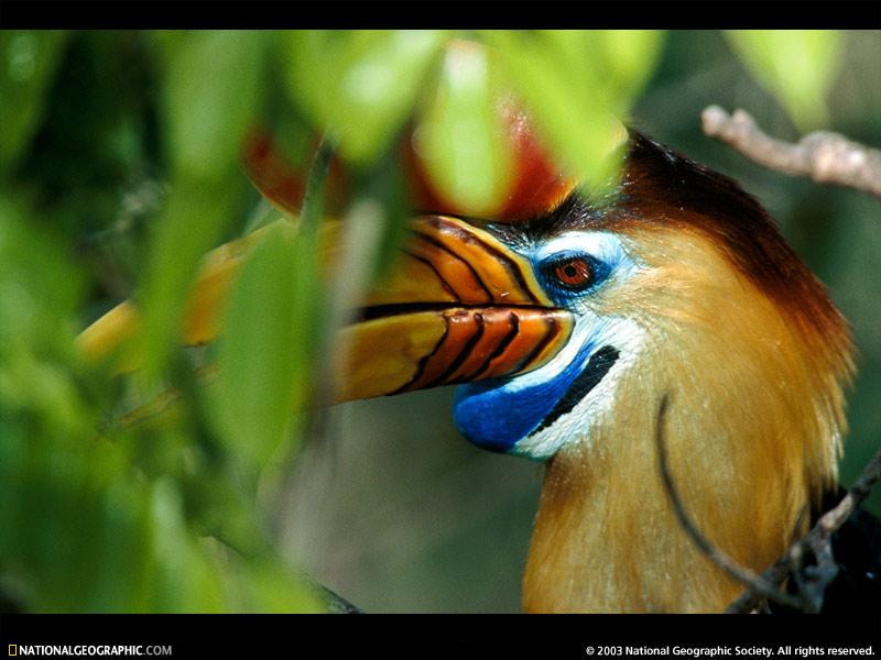 red-knobbed-hornbill-521543-sw (Medium)