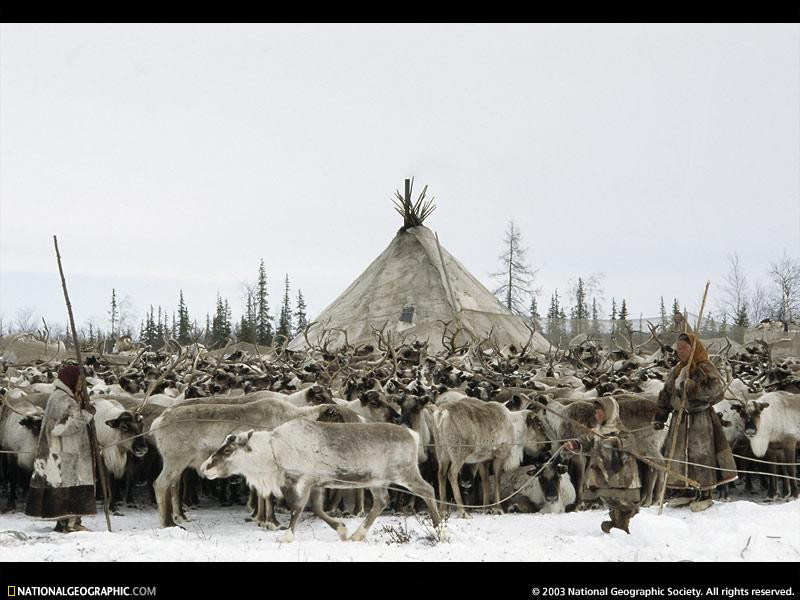 reindeer-herd-517048-sw (Medium)