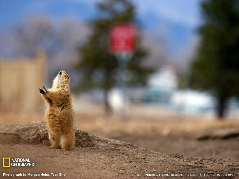 urban-prairie-dog-081209-sw (Medium)