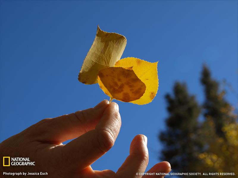 yellow-aspen-leaves-089pc08tad1jes142-sw (Medium)