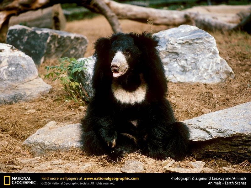 asiatic-sloth-bear (Medium)