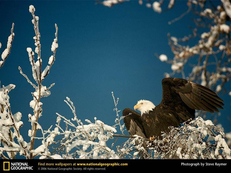 bald-eagle-in-tree (Medium)