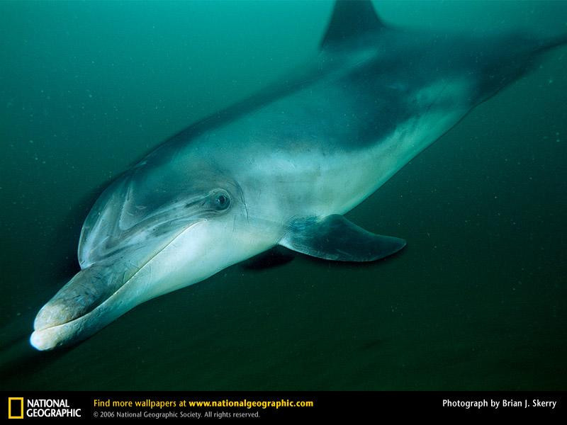 bottlenose-dolphin-diving (Medium)