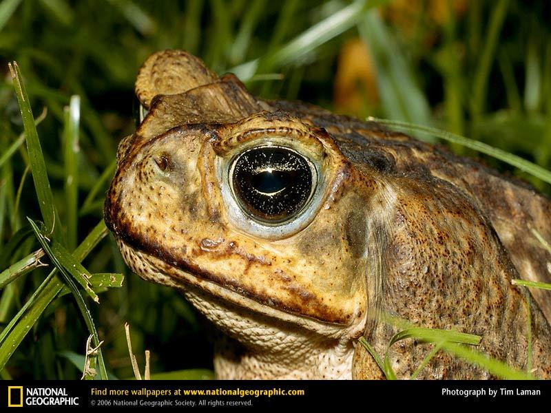 cane-toad (Medium)