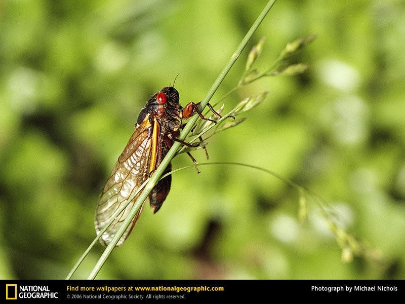 cicada (Medium)