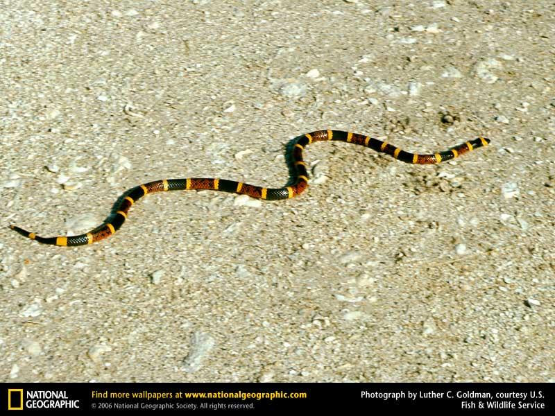 coral-snake (Medium)