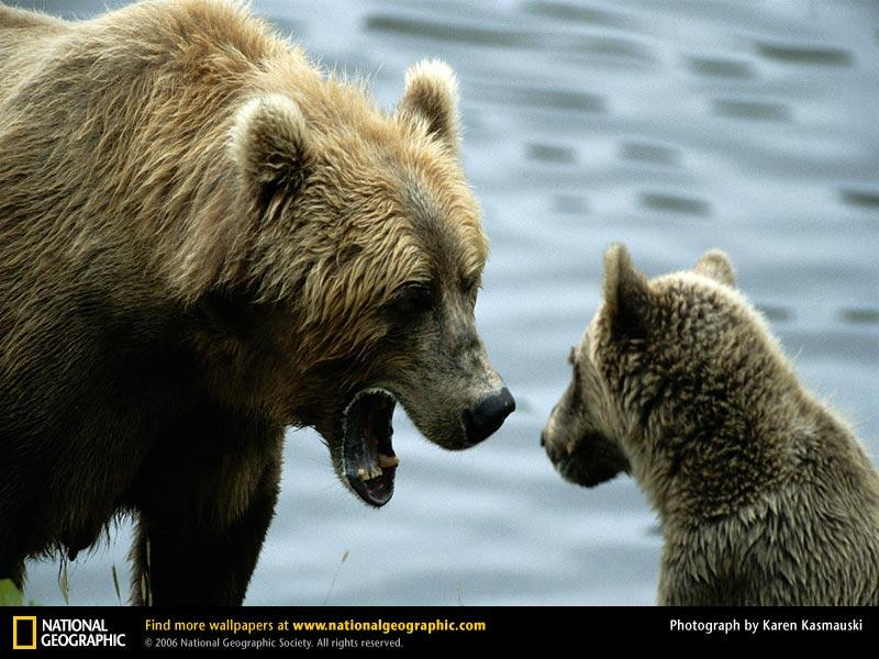 grizzly-bear-cubs (Medium)