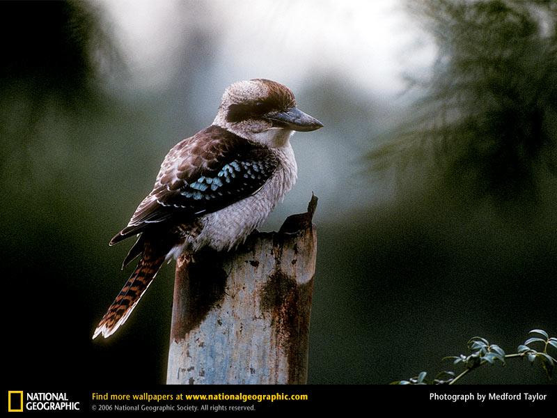 kookaburra (Medium)