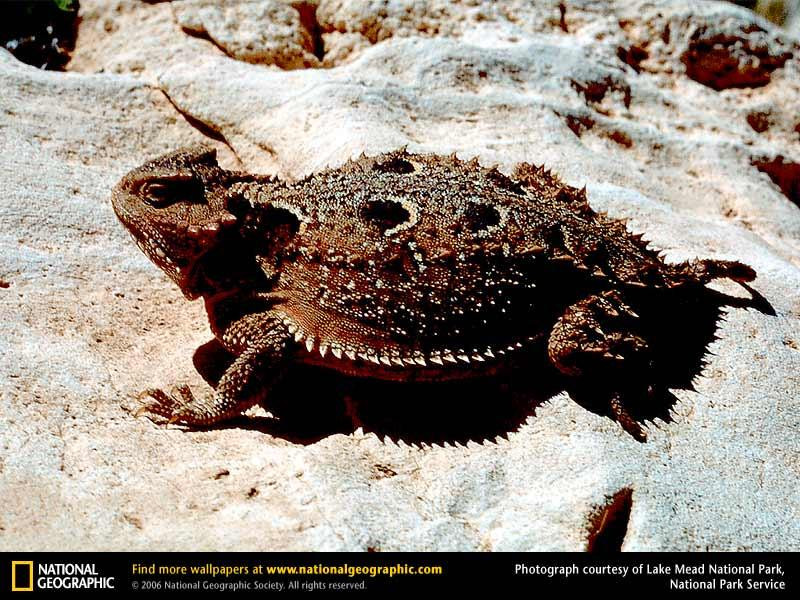 short-horned-lizard (Medium)