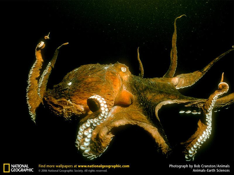 giant-pacific-octopus (Medium)