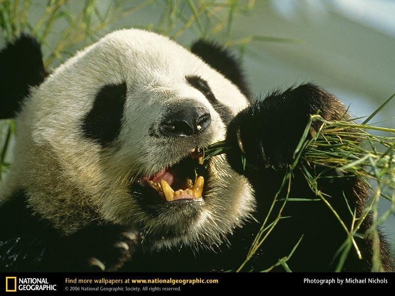 giant-panda-eating (Medium)