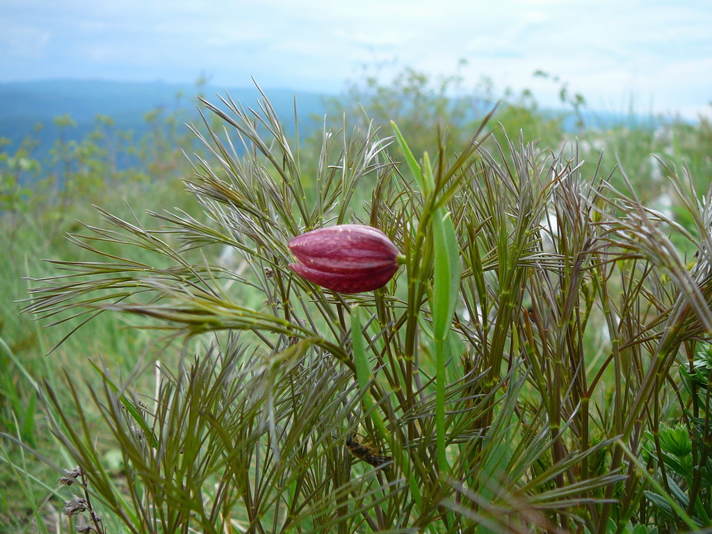 Erdely Herkulesfurdo tajkep 071