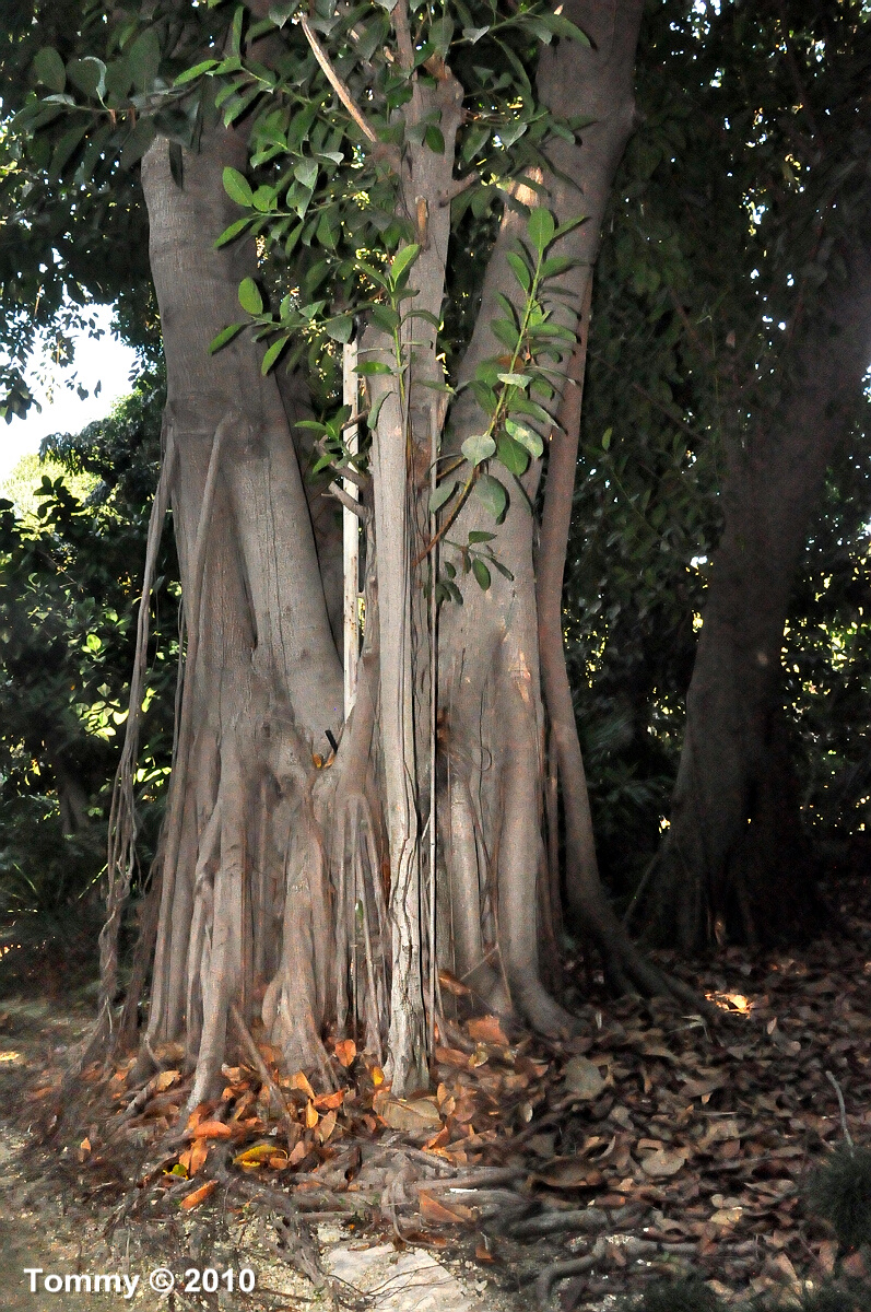 Ficus Elastica