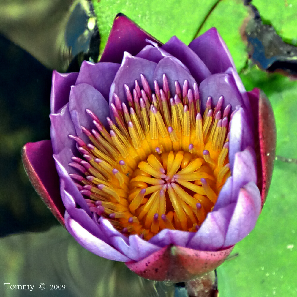 Water Lilly - Macro