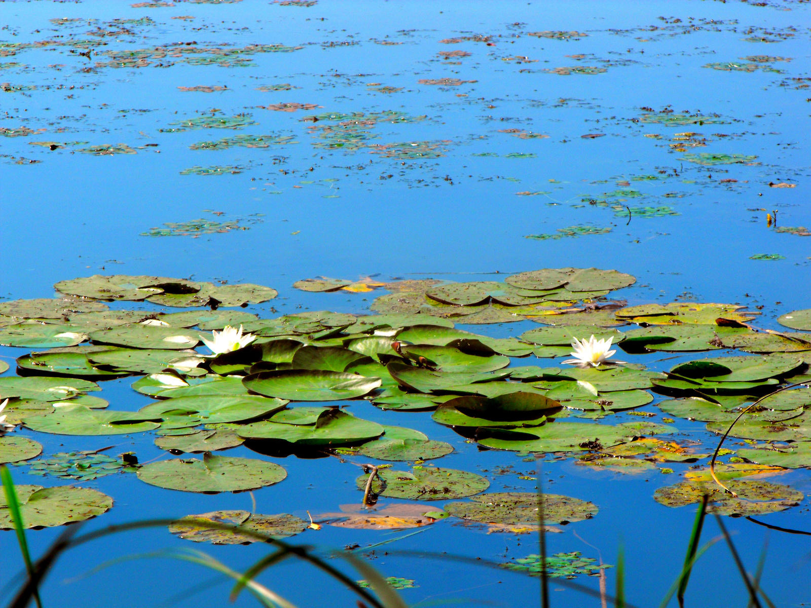 Tisza-tó.2009.Tanösvény.