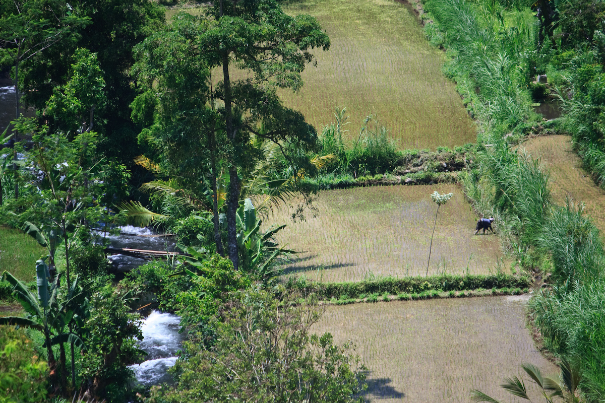 Bali 2008 084