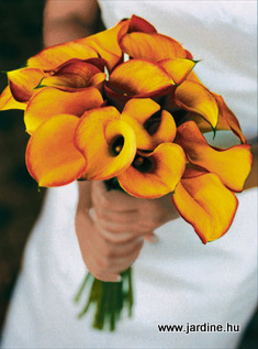 jardine calla orange